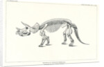 ‘Triceratops prorsus’ by Unknown